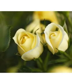 Zwerg-Kletterrose 'Starlet® Elida®' -Outdoor Living Verkauf 7803869 PR DE 002 StarletRoseElidaTantau