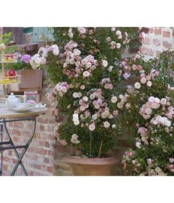 Zwerg-Kletterrose 'Starlet® Alina®' -Outdoor Living Verkauf 7803877 PR DE 001 StarletRoseAlinaTantau