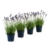 Duft-Lavendel 'Felice', 4er-Set -Outdoor Living Verkauf 7805773 WE FS 001 LavendelpaketDuftLavendelAngustifoliaFeliceLavandula4Pflanzen