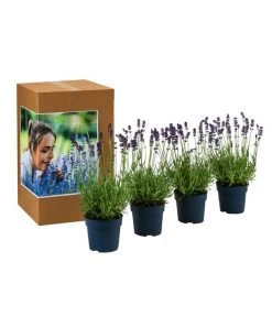 Duft-Lavendel 'Felice', 4er-Set -Outdoor Living Verkauf 7805773 WE FS 002 LavendelpaketDuftLavendelAngustifoliaFeliceLavandula4Pflanzen