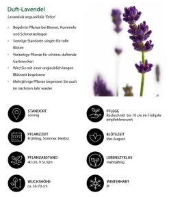 Lavendel-Set Lavendel-Vielfalt, 4-teilig 13 Lavendel-Set Lavendel-Vielfalt, 4-teilig -Outdoor Living Verkauf 7805773 WE IG 001 DuftLavendel