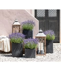 Duft-Lavendel 'Felice', 4er-Set -Outdoor Living Verkauf 7805773 WE MO 001 Lavendel 1