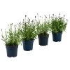 Lavendel-Set Lavendel-Vielfalt, 4-teilig -Outdoor Living Verkauf 7805781 WE FS 001 LavendelpaketMixLavandula4PflanzenT12