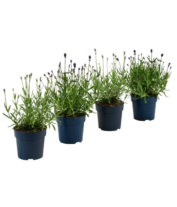 Lavendel-Set Lavendel-Vielfalt, 4-teilig 3 Lavendel-Set Lavendel-Vielfalt, 4-teilig