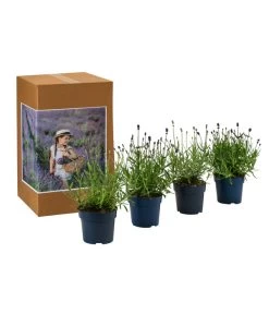 Lavendel-Set Lavendel-Vielfalt, 4-teilig 10 Lavendel-Set Lavendel-Vielfalt, 4-teilig -Outdoor Living Verkauf 7805781 WE FS 002 LavendelpaketMixLavandula4PflanzenT12