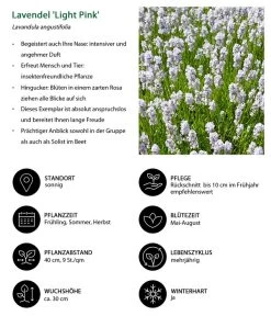 Lavendel-Set Lavendel-Vielfalt, 4-teilig 14 Lavendel-Set Lavendel-Vielfalt, 4-teilig -Outdoor Living Verkauf 7805781 WE IG 001 LavendelLightPinkAngustifoliaLightPinkLuckner