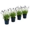 Dehners Bienen-Lavendel, 4er-Set -Outdoor Living Verkauf 7805799 WE FS 001 LavendelpaketBieneBienenlavendelLavandula4PflanzenT12