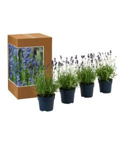 Dehners Bienen-Lavendel, 4er-Set 7 Dehners Bienen-Lavendel, 4er-Set -Outdoor Living Verkauf 7805799 WE FS 002 LavendelpaketBieneBienenlavendelLavandula4PflanzenT12