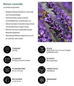 Dehners Bienen-Lavendel, 4er-Set 9 Dehners Bienen-Lavendel, 4er-Set -Outdoor Living Verkauf 7805799 WE IG 001 BienenLavendel 1