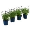 Schmetterlings-Lavendel 'Royal Blue', 4er-Set -Outdoor Living Verkauf 7805807 WE FS 001 LavendelpaketLavandulaSchmetterlingslavendel4PflanzenT12