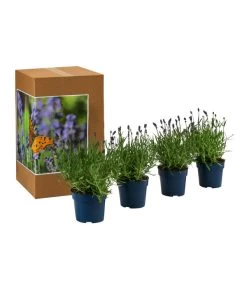 Schmetterlings-Lavendel 'Royal Blue', 4er-Set -Outdoor Living Verkauf 7805807 WE FS 002 LavendelpaketLavandulaSchmetterlingslavendel4PflanzenT12
