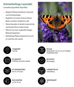 Schmetterlings-Lavendel 'Royal Blue', 4er-Set -Outdoor Living Verkauf 7805807 WE IG 001 SchmetterlingsLavendel