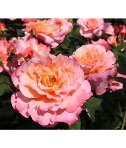 Rosen-Set Duftrosentraum, 3-teilig -Outdoor Living Verkauf 7814536 BildD 001 EdelroseAugustaLuiseAugusta