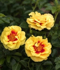 Bodendeckerrose 'Orienta Aylin' -Outdoor Living Verkauf 7826704 WE DE 001 RosaRoseOrientaAylin4LRosenTantau