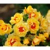 Bodendeckerrose 'Orienta Aylin' -Outdoor Living Verkauf 7826704 WE MO 001 RosaRoseOrientaAylin4LRosenTantau
