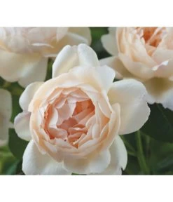 Englische Rosen -Outdoor Living Verkauf 7842750 Bild 002 WollertonOldHallAusblanketDavidAustinRosesRet