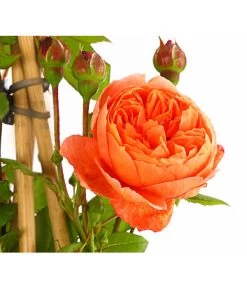 Englische Rosen -Outdoor Living Verkauf 7842750 PR DE 001 EnglischeRosenDavidAustin6LiterSommerSongDehnerExpressHerzig