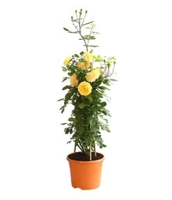 Englische Rosen -Outdoor Living Verkauf 7842750 PR FS 001 EnglischeRosenDavidAustin6LiterGoldenCelebrationDehnerExpressHerzig