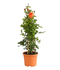 Englische Rosen -Outdoor Living Verkauf 7842750 PR FS 001 EnglischeRosenDavidAustin6LiterSommerSongDehnerExpressHerzig