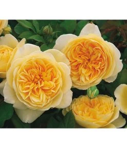 Englische Rosen -Outdoor Living Verkauf 7842750 PR MO 003 EnglischeRoseTeasingGeorgiaGelbRet