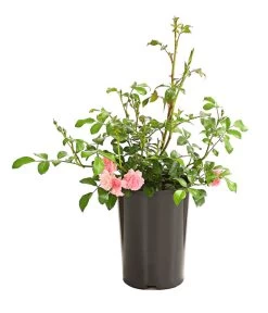 Bodendeckerrose 'The Fairy®', Rosa -Outdoor Living Verkauf 7844152 PR FS 003 TheFairyRosa2LiterBodendeckerroseDehnerExpressHerzig