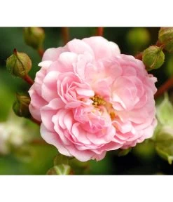 Bodendeckerrose 'The Fairy®', Rosa -Outdoor Living Verkauf 7844152 WE DE 001 BodendeckerroseTheFairy