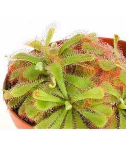 Sonnentau - Drosera Aliciae -Outdoor Living Verkauf 7975972 WE DE 001 SonnentauDroseraAlicaeT9DehnerExpressHerzig