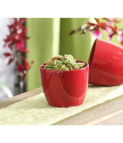 Sonnentau - Drosera Aliciae -Outdoor Living Verkauf 7975980 WE MO 001 SonnentauDroseraCapensisT9DehnerExpressHerzig