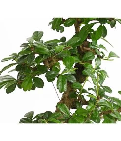 Bonsai Fukientee - Carmona Microphylla, 10 Jahre -Outdoor Living Verkauf 7977002 WE DE 001 BonsaiFukienteeCarmonaMicrophylla10JahreDehnerExpressHerzig2