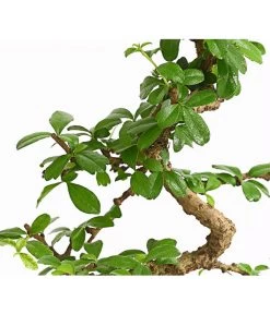 Bonsai Fukientee - Carmona Microphylla, Anfänger-Set -Outdoor Living Verkauf 7977101 WE DE 001 GeschenksetBonsaiFukienteeCarmonaMicrophylla6JahreDehnerExpressHerzig