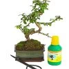 Bonsai Fukientee - Carmona Microphylla, Anfänger-Set 1 Bonsai Fukientee - Carmona Microphylla, Anfänger-Set -Outdoor Living Verkauf 7977101 WE FS 001 GeschenksetBonsaiFukienteeCarmonaMicrophylla6JahreDehnerExpressHerzig
