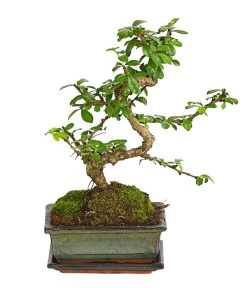 Bonsai Fukientee - Carmona Microphylla, Anfänger-Set -Outdoor Living Verkauf 7977101 WE FS 002 GeschenksetBonsaiFukienteeCarmonaMicrophylla6JahreDehnerExpressHerzig