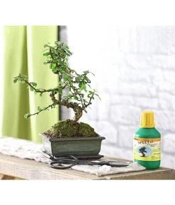 Bonsai Fukientee - Carmona Microphylla, Anfänger-Set -Outdoor Living Verkauf 7977101 WE MO 001 GeschenksetBonsaiFukienteeCarmonaMicrophylla6JahreDehnerExpressHerzig