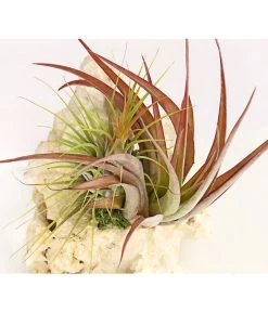 Tillandsien-Arrangement Auf Sansibar Rock - Tillandsia Hybride, 2-teilig -Outdoor Living Verkauf 7977622 WE DE 001 TIllandsienAufSansibarRockL2PflanzenDehnerExpressHerzig