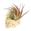 Tillandsien-Arrangement Auf Sansibar Rock - Tillandsia Hybride, 2-teilig 2 Tillandsien-Arrangement Auf Sansibar Rock - Tillandsia Hybride, 2-teilig -Outdoor Living Verkauf 7977622 WE FS 001 TIllandsienAufSansibarRockL2PflanzenDehnerExpressHerzig