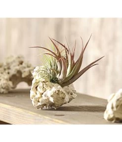 Tillandsien-Arrangement Auf Sansibar Rock - Tillandsia Hybride, 2-teilig -Outdoor Living Verkauf 7977622 WE MO 001 TIllandsienAufSansibarRockL2PflanzenDehnerExpressHerzig