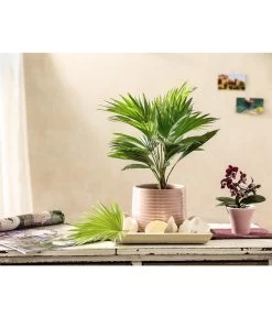 Rundblättrige Schirmpalme - Livistona Rotundifolia 7 Rundblättrige Schirmpalme - Livistona Rotundifolia -Outdoor Living Verkauf 7977903 PR MO 001 SchirmpalmenDehnerExpressHerzig