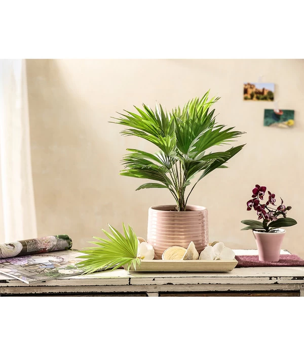 Rundblättrige Schirmpalme - Livistona Rotundifolia 5 Rundblättrige Schirmpalme - Livistona Rotundifolia – Bild 3