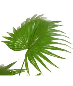 Rundblättrige Schirmpalme - Livistona Rotundifolia 6 Rundblättrige Schirmpalme - Livistona Rotundifolia -Outdoor Living Verkauf 7977903 WE DE 001 Livistonia8240806