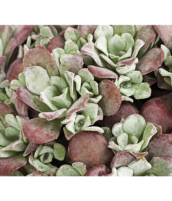 Fetthennen-Set, Verschiedene Sorten, 8-teilig 13 Fetthennen-Set, Verschiedene Sorten, 8-teilig – Bild 11