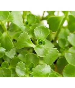 Fetthennen-Set, Verschiedene Sorten, 8-teilig 22 Fetthennen-Set, Verschiedene Sorten, 8-teilig -Outdoor Living Verkauf 7977960 PR DE 002 SedumFetthenne8erSetT11DehnerExpressHerzig