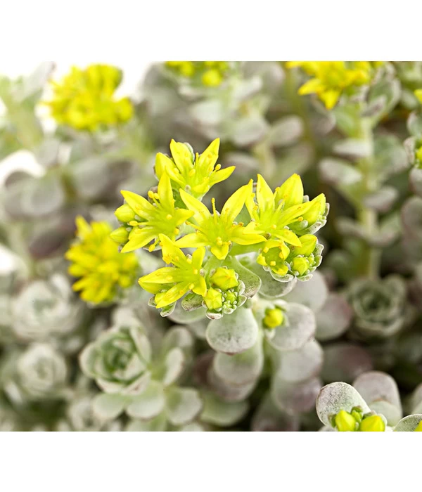 Fetthennen-Set, Verschiedene Sorten, 8-teilig 11 Fetthennen-Set, Verschiedene Sorten, 8-teilig – Bild 9