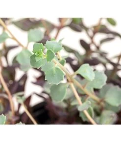 Fetthennen-Set, Verschiedene Sorten, 8-teilig 20 Fetthennen-Set, Verschiedene Sorten, 8-teilig -Outdoor Living Verkauf 7977960 PR DE 004 SedumFetthenne8erSetT11DehnerExpressHerzig