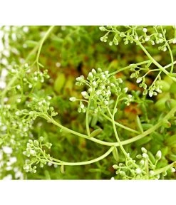 Fetthennen-Set, Verschiedene Sorten, 8-teilig 19 Fetthennen-Set, Verschiedene Sorten, 8-teilig -Outdoor Living Verkauf 7977960 PR DE 005 SedumFetthenne8erSetT11DehnerExpressHerzig