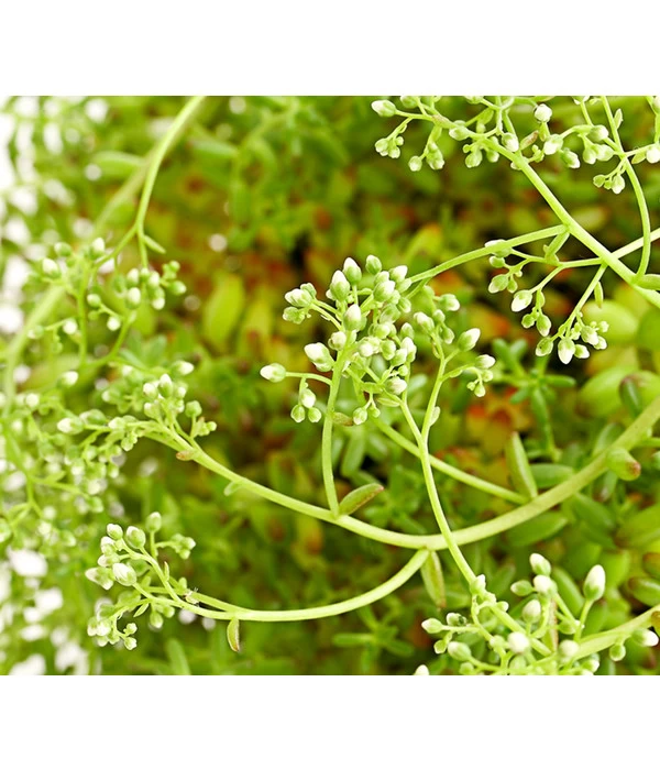 Fetthennen-Set, Verschiedene Sorten, 8-teilig 9 Fetthennen-Set, Verschiedene Sorten, 8-teilig – Bild 7