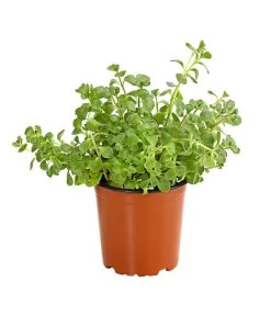 Fetthennen-Set, Verschiedene Sorten, 8-teilig 17 Fetthennen-Set, Verschiedene Sorten, 8-teilig -Outdoor Living Verkauf 7977960 PR FS 002 SedumFetthenne8erSetT11DehnerExpressHerzig