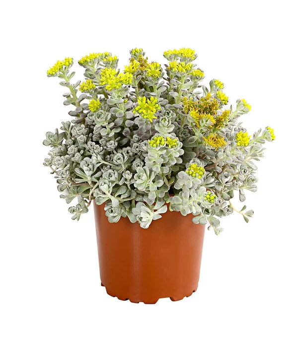 Fetthennen-Set, Verschiedene Sorten, 8-teilig 6 Fetthennen-Set, Verschiedene Sorten, 8-teilig – Bild 4