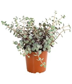 Fetthennen-Set, Verschiedene Sorten, 8-teilig 15 Fetthennen-Set, Verschiedene Sorten, 8-teilig -Outdoor Living Verkauf 7977960 PR FS 004 SedumFetthenne8erSetT11DehnerExpressHerzig