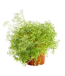 Fetthennen-Set, Verschiedene Sorten, 8-teilig 14 Fetthennen-Set, Verschiedene Sorten, 8-teilig -Outdoor Living Verkauf 7977960 PR FS 005 SedumFetthenne8erSetT11DehnerExpressHerzig