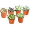 Echeverien-Set - Echeveria, Verschiedene Sorten -Outdoor Living Verkauf 7978117 PR FS Mix EcheverieSukkulenten6erSetT6DehnerExpressHerzig